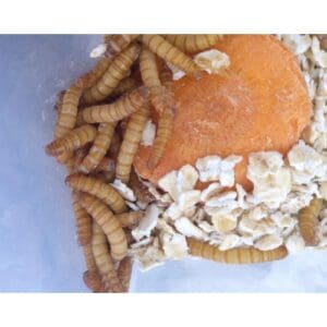 What Is The Anatomy of a Mealworm’s Mouth