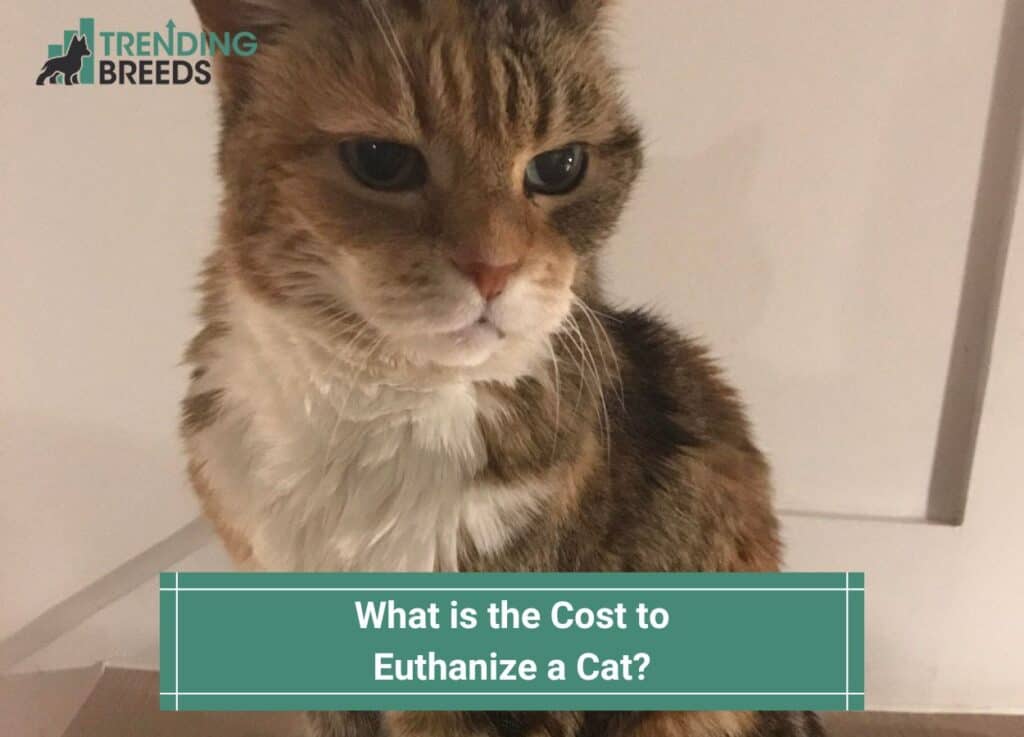 What is the Cost to Euthanize a Cat-template