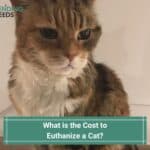 What is the Cost to Euthanize a Cat-template