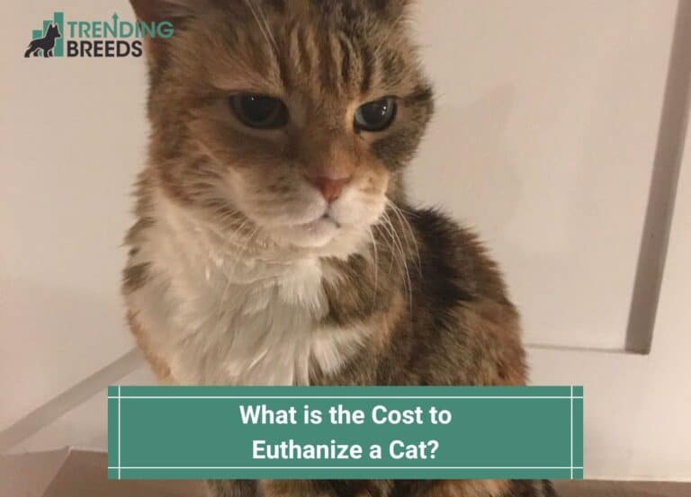 What is the Cost to Euthanize a Cat? (2024)