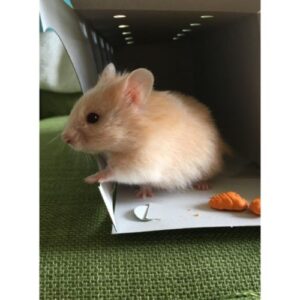 When Should I Show My Hamster To The Vet If Its Face Looks Odd