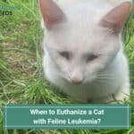 When to Euthanize a Cat with Feline Leukemia-template