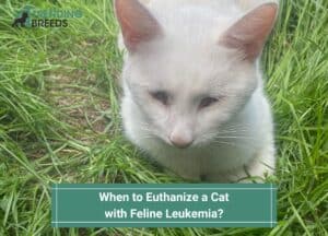 When to Euthanize a Cat with Feline Leukemia-template