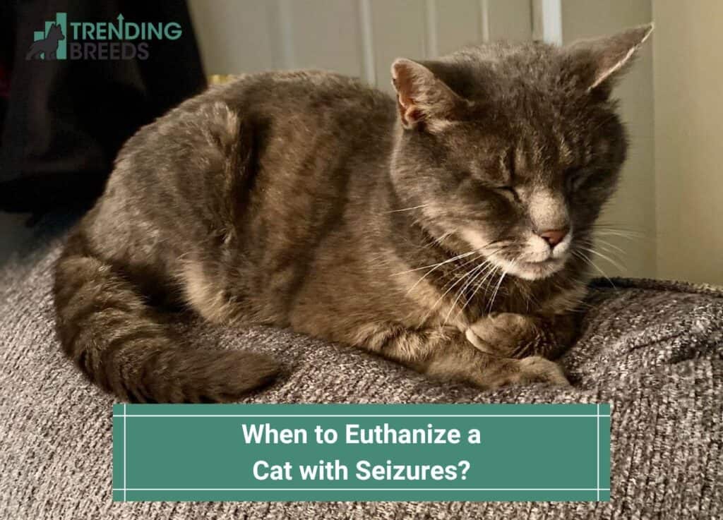 When to Euthanize a Cat with Seizures-template