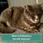 When to Euthanize a Cat with Seizures-template