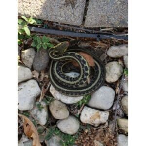 Can Garter Snakes Hurt Dogs