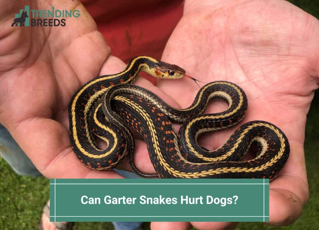 Can Garter Snakes Hurt Dogs-template
