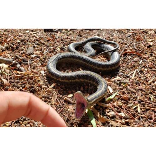 Can Garter Snakes and Dogs Coexist