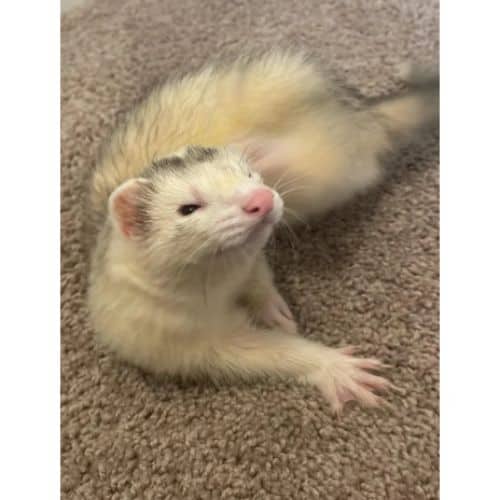 Can a Ferret With Waardenburg Syndrome Breed