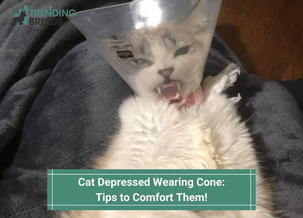 Cat Depressed Wearing Cone-Tips to Comfort Them-template