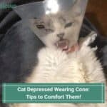 Cat Depressed Wearing Cone-Tips to Comfort Them-template