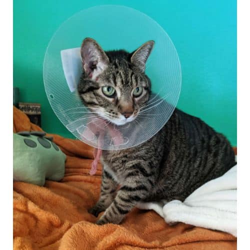 Conclusion For Cat Depressed Wearing Cone Tips to Comfort Them