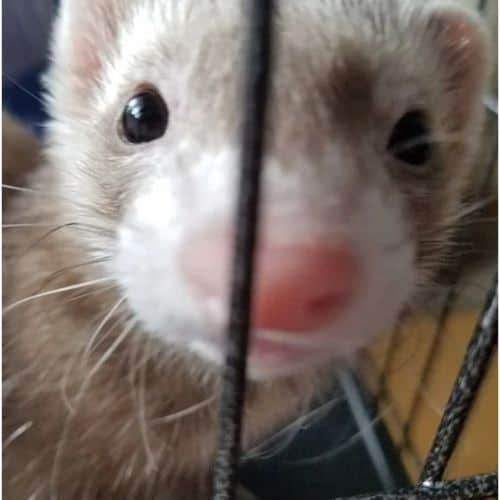 Conclusion For Ferret Waardenburg Syndrome What You Need to Know