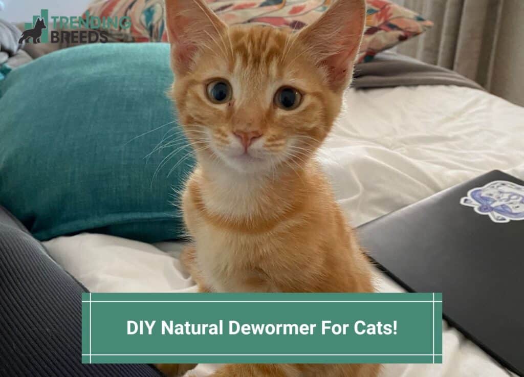 DIY Natural Dewormer For Cats-template