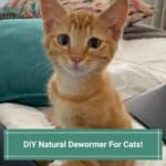 DIY Natural Dewormer For Cats-template
