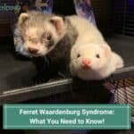 Ferret Waardenburg Syndrome What You Need to Know-template