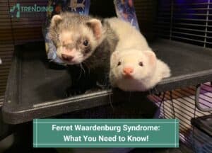 Ferret Waardenburg Syndrome What You Need to Know-template