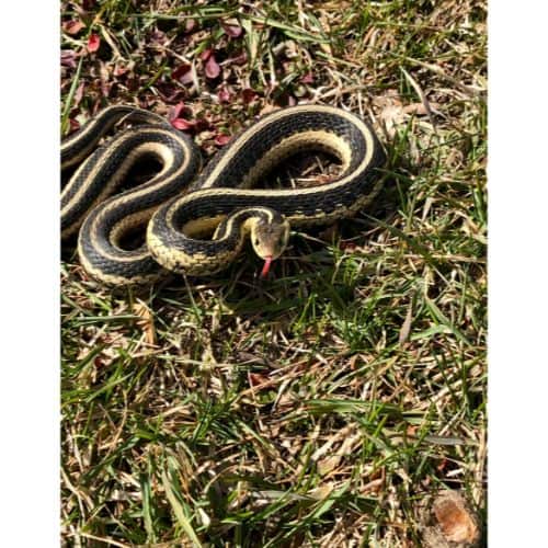 Garter Snake Overview