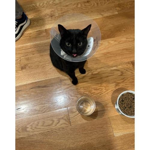 How To Find Out If My Cat Is Struggling With Their Cone