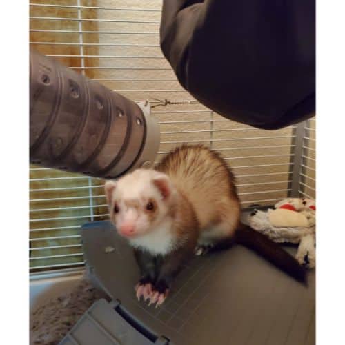 How to Manage and Treat a Ferret with Waardenburg Syndrome