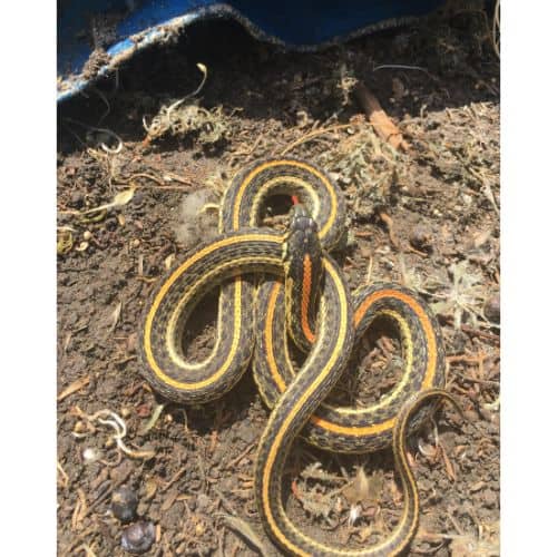 How to Prevent Garter Snakes from Entering Your Yard