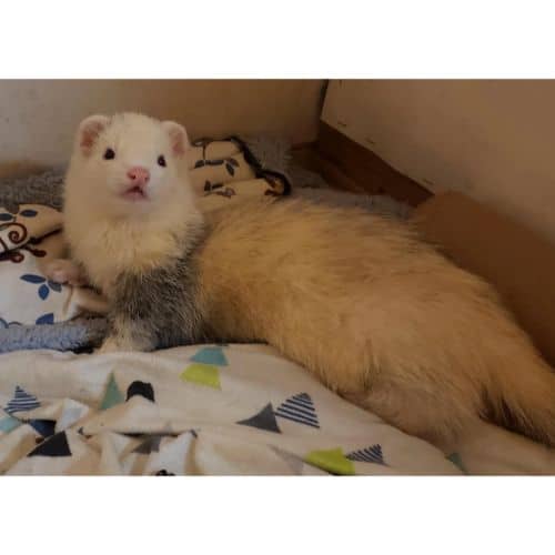 Is Ferret Waardenburg Syndorme Genetic