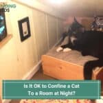 Is It OK to Confine a Cat to a Room at Night-template