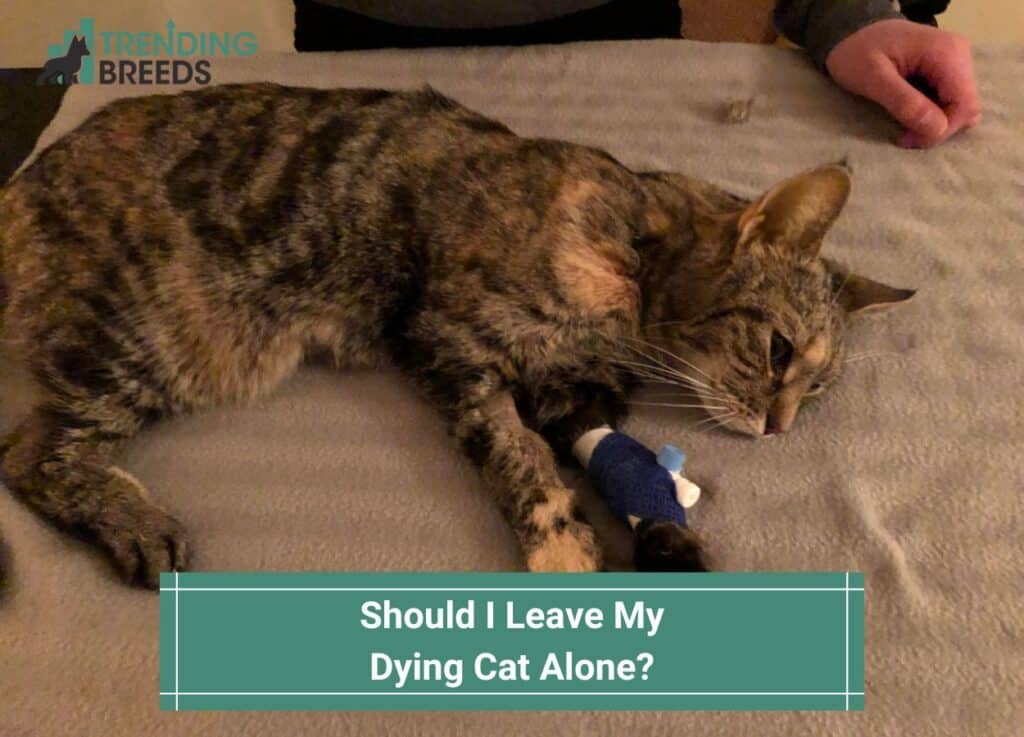 Should I Leave My Dying Cat Alone-template