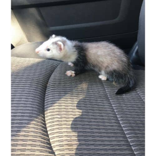 What To Do If My Ferret Has Waardenburg Syndrome