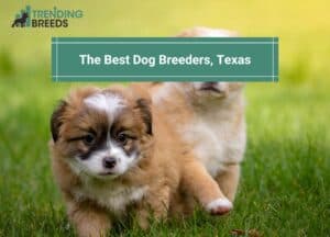 dog breeders texas