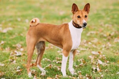 Red & White Basenji standing in grass